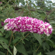 Buddleia Berries & Cream in 9cm Pot Buddleja Butterfly Bush