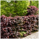 15  Copper Purple Beech 2-3ft Tall Hedging Trees, Stunning all Year Colour 60-90cm