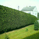 1 Leyland Cypress / Green Leylandii in 9cm Pot, 20-30cm Evergreen Hedging Plants