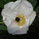 15 White Wild Rose Hedging 30-50cm Plants,Rosa Rugosa Alba,Flowers & Fruit 15 White Wild Rose Hedging 30-50cm Plants,Rosa Rugosa Alba,Flowers & Fruit