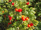 15 White Wild Rose Hedging 30-50cm Plants,Rosa Rugosa Alba,Flowers & Fruit