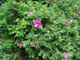 15 Red Wild Rose Hedging 30-50cm Plants,Rosa Rugosa Rubra,Flowers For 6mth