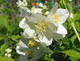 Philadelphus Lemoinei / Mock orange Lemoinei in 2L Pot