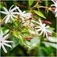 Jasmine Angel Wings, Jasminum laurifolium In 9cm Pot, Purple Buds, White Flowers