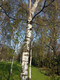 Silver Birch 5-6ft Stunning  Mature Specimen Tree, Betula Pendula in a 2L Pot