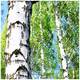 Silver Birch 5-6ft Stunning  Mature Specimen Tree, Betula Pendula in a 2L Pot