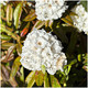 Rhododendron Arctic Tern, Bushy Potted Plant, White Flowers, Glossy Green Leaves