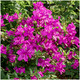 Azalea Rhododendron Blaue Donau, Blue Danube, Bushy Potted Plant, Velvety Pink Purple Flowers