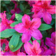 Azalea Rhododendron Blaue Donau, Blue Danube, Bushy Potted Plant, Velvety Pink Purple Flowers