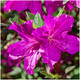 Azalea Rhododendron Blaue Donau, Blue Danube, Bushy Potted Plant, Velvety Pink Purple Flowers