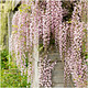 Wisteria Honbeni in 2L Pot, Highly Fragrant Pale Pink Flowers