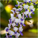 Wisteria Floribunda Multijuga, in 2L Pot, Showy Flowers, Lilac