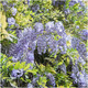 Wisteria Floribunda Multijuga, in 2L Pot, Showy Flowers, Lilac