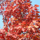 5 Red Oak Trees 1-2ft Tall Quercus Rubra Hedging Plants, Bright Autumn Colour