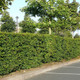 700 Native Hornbeam Hedging Plants 40-60cm Trees Hedge,2ft,Good For Wet Ground