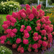 Hydrangea Paniculata Fire Light in 3L Pot, Red Blooms