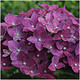 Hydrangea Macrophylla Deep Purple Dance In 2L Pot, Stunning Clusters of Rich Purple Flowers