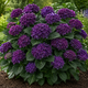 Hydrangea Macrophylla Deep Purple Dance In 2L Pot, Stunning Clusters of Rich Purple Flowers