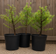 Japanese Larch Tree, 2-3ft Tall in 2L Pot, Larix Kaempferi, Different Colours Every Season