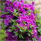 Rhododendron Konigstein, Bushy Potted Plant, Blue Purple Flowers