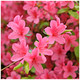 Rhododendron Madame Van Hecke, Bushy, Potted, Stunning Soft Pink Flowers