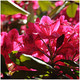 Rhododendron Mother's Day, Bushy, Potted, Rosy Crimson Flowers