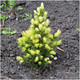 Picea Glauca Rainbow's End, Dwarf White Spruce, Potted