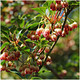 Enkianthus Campanulatus Red Bells in a 9cm Pot, Bell Shaped Flowers