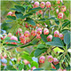 Enkianthus Campanulatus Red Bells in a 9cm Pot, Bell Shaped Flowers