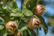 Dwarf Patio Medlar Nottingham Tree in 5L Pot, Ready to Fruit,Self-Fertile,Good For Jam