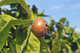 Dwarf Patio Medlar Nottingham Tree in 5L Pot, Ready to Fruit,Self-Fertile,Good For Jam