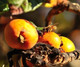 Medlar Nottingham Tree in 6L Pot, Ready to Fruit,Self-Fertile,Good For Jam