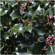 Holly Plant Ilex meserveae Blue Angel In a 9cm Pot Excellent Hedging 3fatpigs®