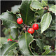 Holly Plant Ilex meserveae Blue Angel In a 9cm Pot Excellent Hedging 3fatpigs®