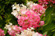 Hydrangea Paniculata Pinky Winky, Two Toned Blooms, In 2L Pot