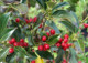 Holly JC Van Tol Ilex aquifolium in 9cm Pot