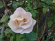 Margaret Merril Fragrant Floribunda Rose Bush, Fragrant, Double White, Blush-tinted Blooms