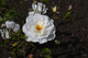 Margaret Merril Fragrant Floribunda Rose Bush, Fragrant, Double White, Blush-tinted Blooms
