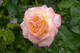 Peace Hybrid Tea Rose Bush, Fully Double, Pink Flushed, Yellow Flowers