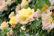 Peace Hybrid Tea Rose Bush, Fully Double, Pink Flushed, Yellow Flowers