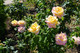 Peace Hybrid Tea Rose Bush, Fully Double, Pink Flushed, Yellow Flowers