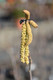 Corylus avellana Nottingham Fruhe, Hazel Tree in 2L Pot, Compact Growth Habit