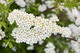 Spiraea nipponica 'Snowmound', Flowering Hedge Plant, in 2L Pot