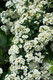 Spiraea nipponica 'Snowmound', Flowering Hedge Plant, in 2L Pot