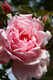 Albertine Rambling Rose Bush, With Salmon Pink Flowers, Rich Fruity Fragrance
