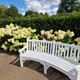 Hydrangea Paniculata Limelight 3ft Tall, Multi Stemmed, 3L Pot, Stunning Conical Flowers