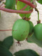 Kiwi Issai Tree, 4-5ft Tall in 5L Pot, Actinidia Arguta, Self Fertile Fruit Tree