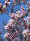Magnolia Soulangeana Plant In 1.5-2L Pot, Large Beautiful Flowers