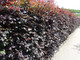 10 Copper Purple Beech 3-4ft Tall Hedging Trees, Stunning all Year Colour 90-120cm