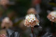 Physocarpus opulifolius Red Baron, Ninebark in 1.5L Pot, Crimson Stems